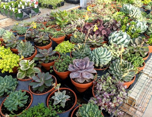 Sedums In the Greenhouse